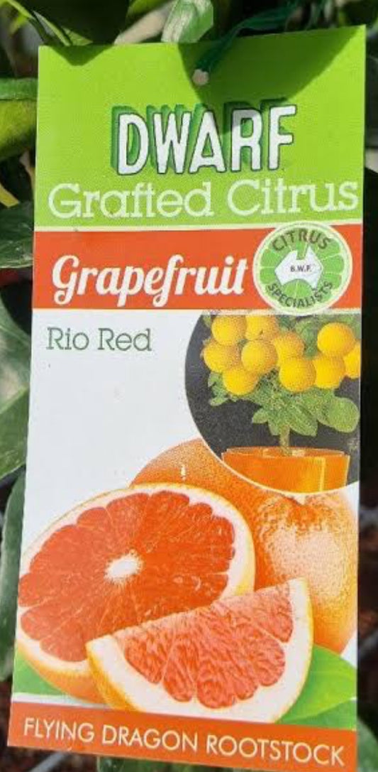 Dwarf Rio Red Grapefruit(citrus)
