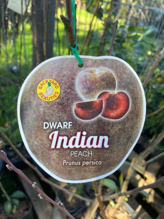 Dwarf Indian peach (stone fruit) ￼