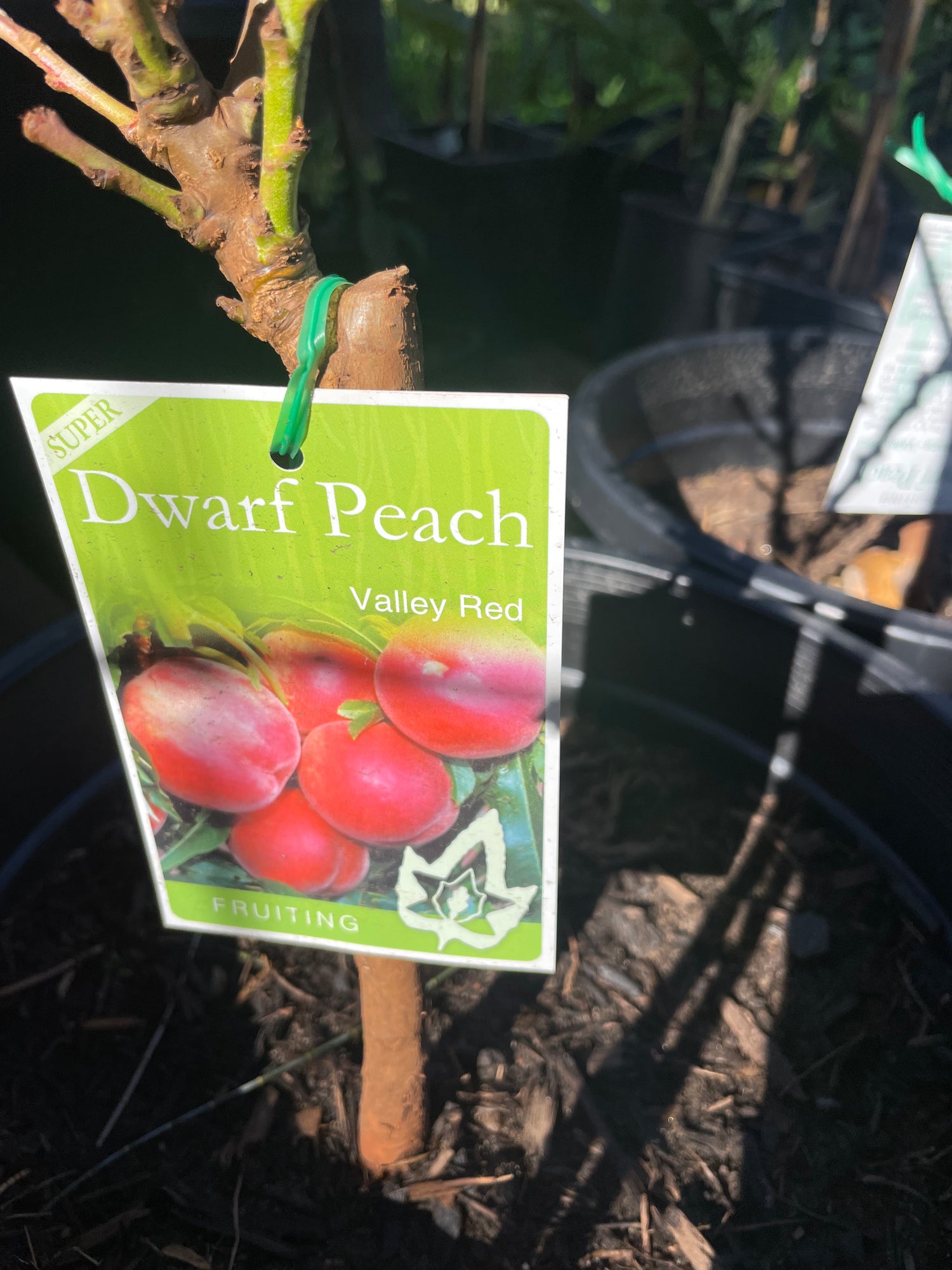 Super Dwarf peach valley red (stone fruit)