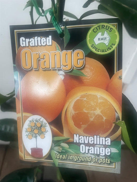 Navelina Orange (citrus)
