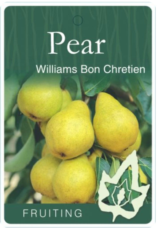Pears William Bon chretien (stone fruit)
