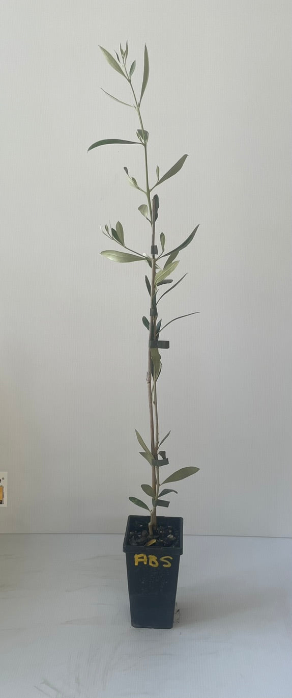 Olive Arbosana
