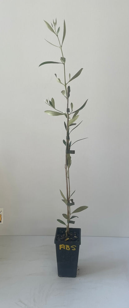 Olive Arbosana