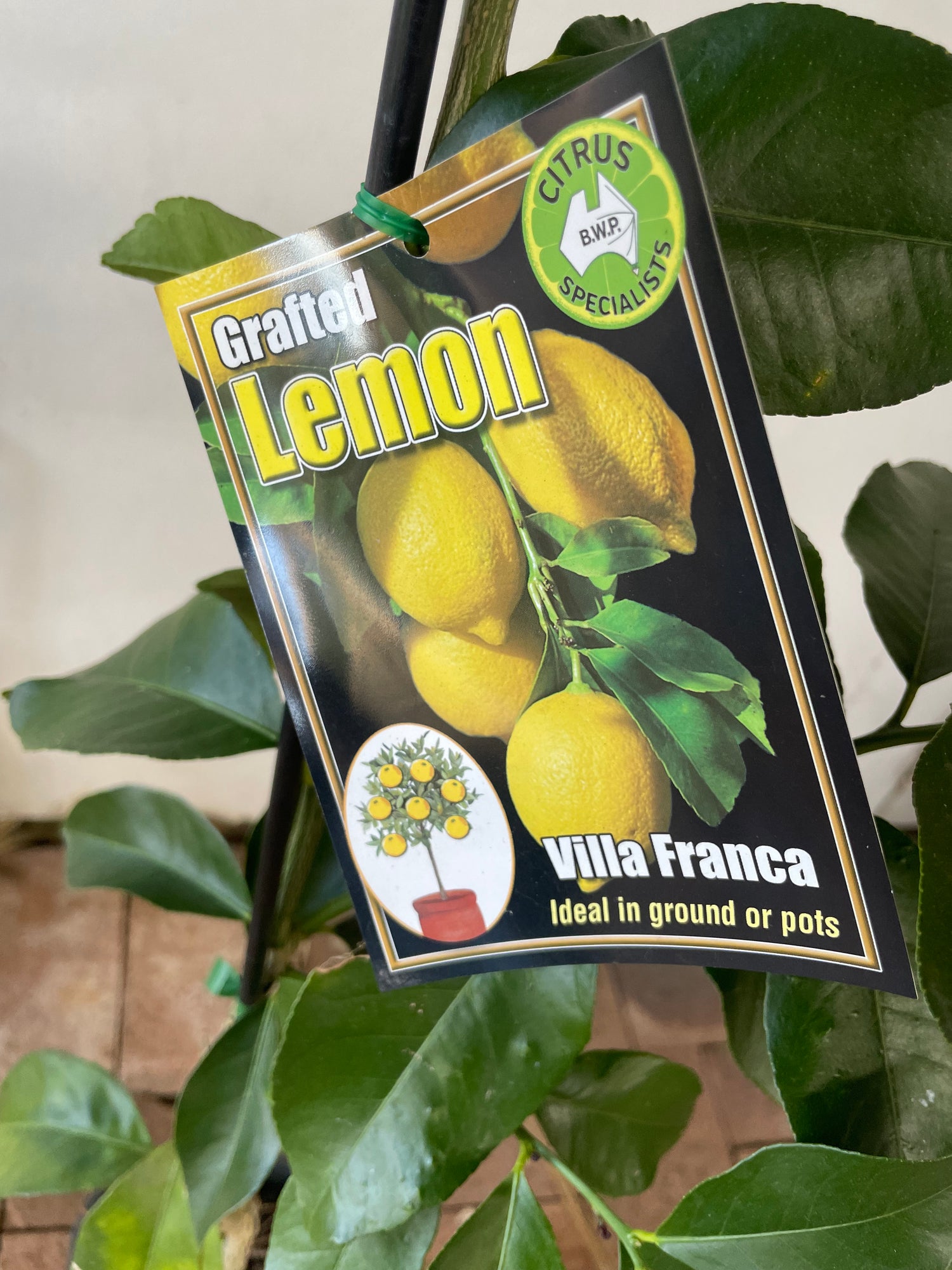 Villa Franca Lemons (citrus)