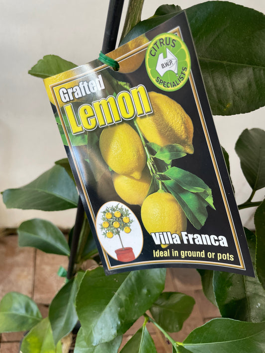 Villa Franca Lemons (citrus)