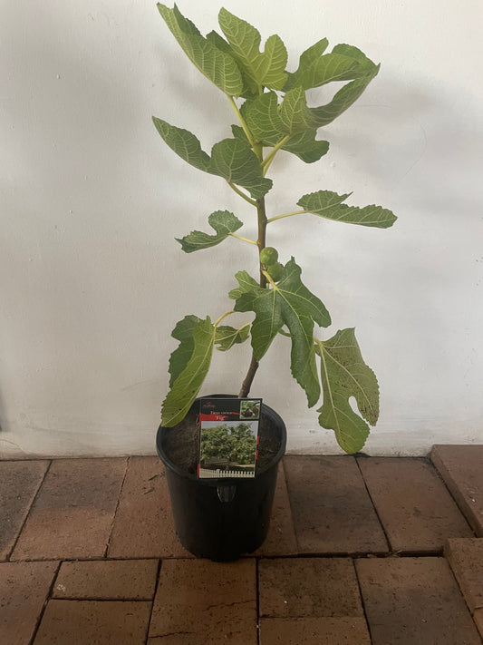 Deanna fig tree