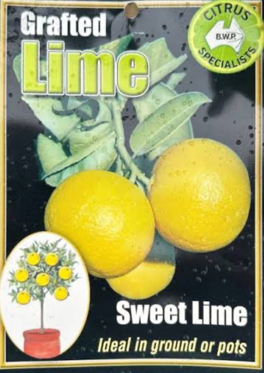 Palestinian Sweet Lime tree (citrus)