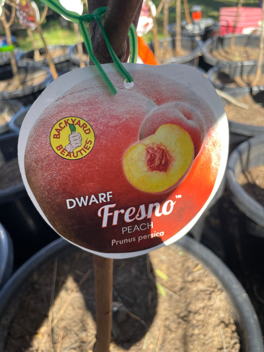Dwarf peach Fresno (stone fruit)
