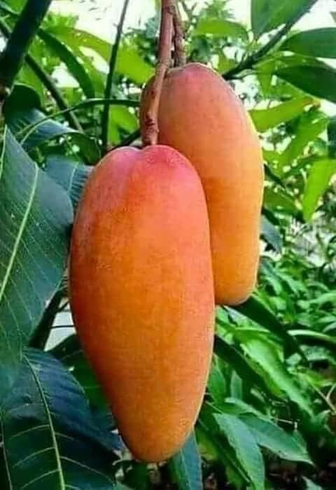 Chok Anan mango 4L (tropical trees)