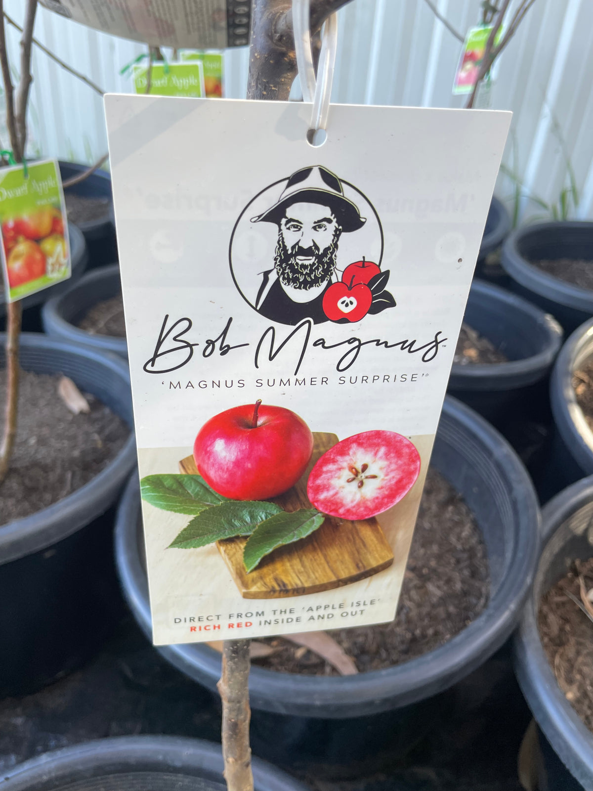 Semi Dwarf Apple Magnus Summer Surprise PBR Bare rooted (stone fruit ...