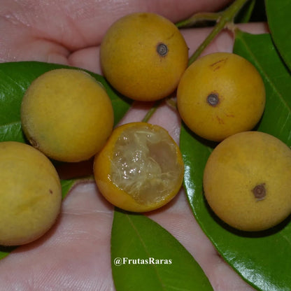 Dwarf yellow jaboticaba Seedling (tropical fruits)