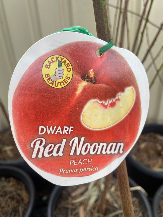 Dwarf peach Red Noonan(stone fruit)