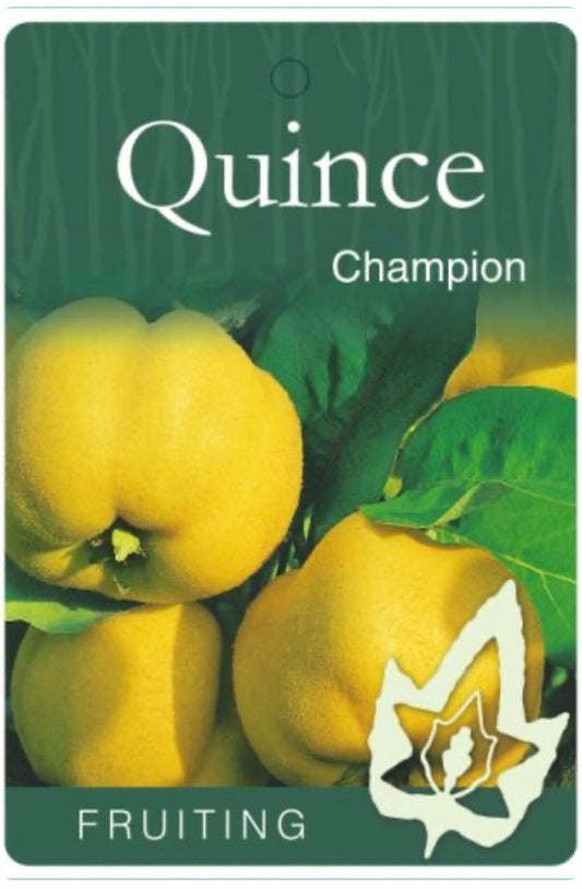 Quince Champion