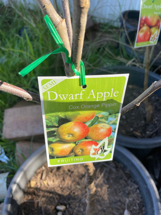 Semi Dwarf Apple Cox Orange Pippin(stone fruit)