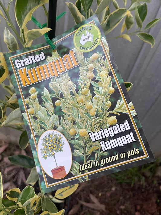 Variegated kumquat (citrus)