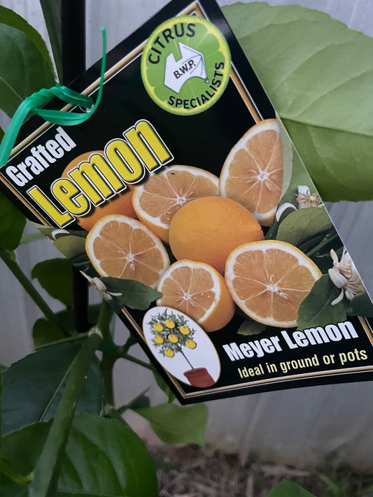 Myer lemon (citrus)