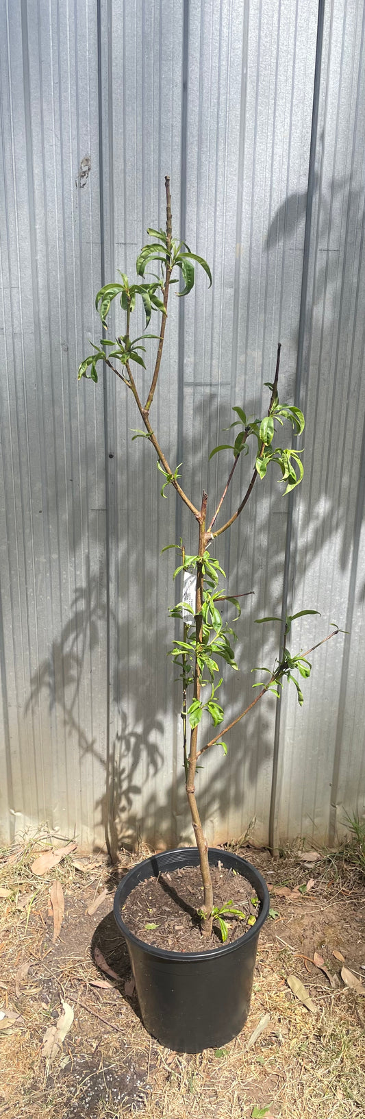 Firebrite nectarine