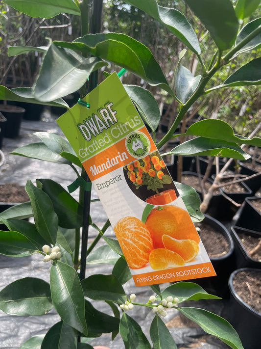 Dwarf Emperor Mandarin(citrus)