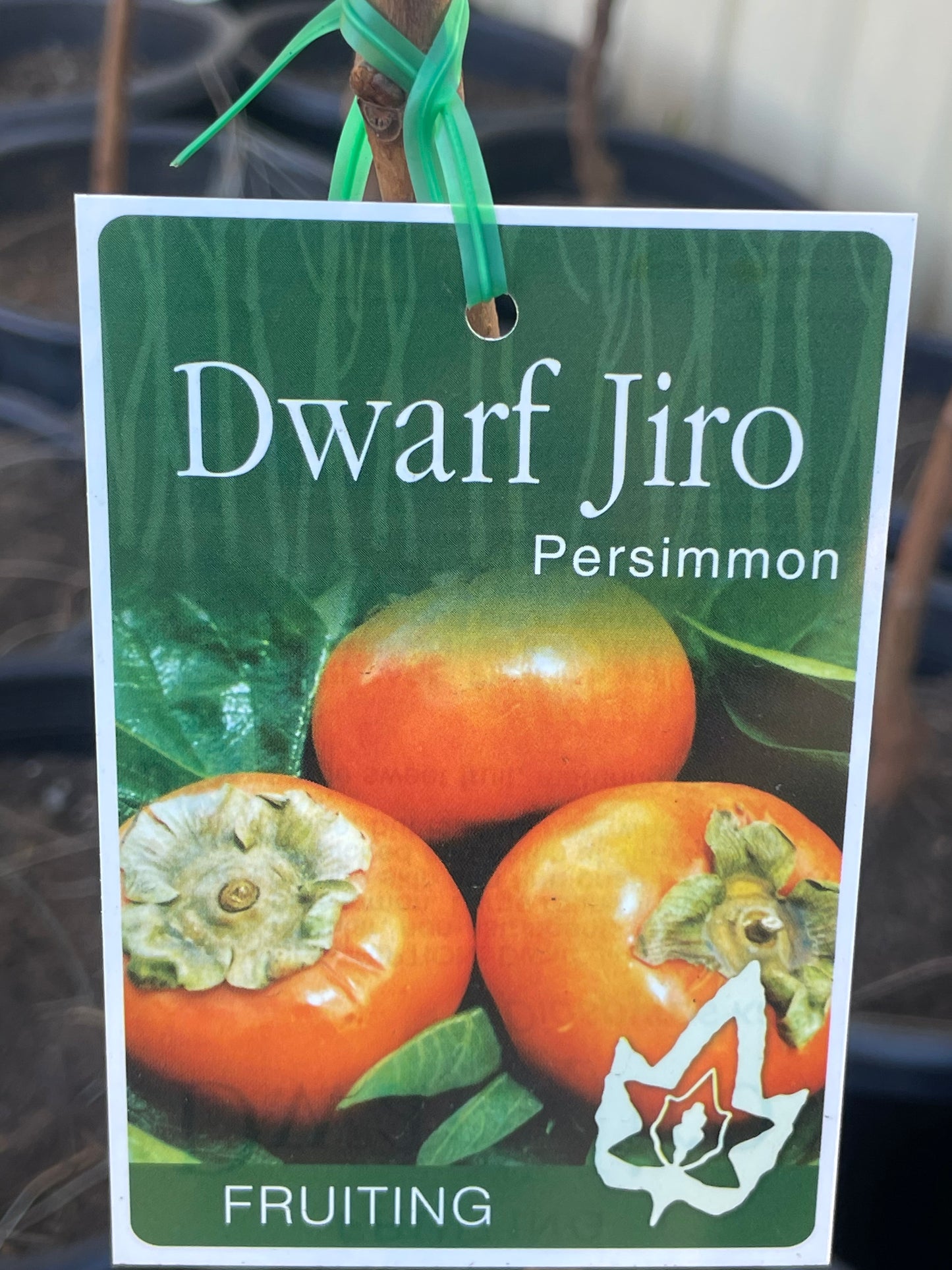 Dwarf Persimmon Jiro