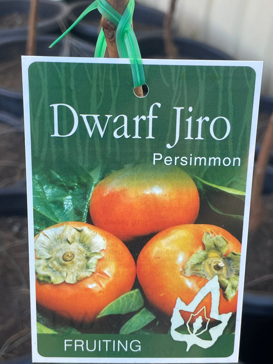Dwarf Persimmon Jiro