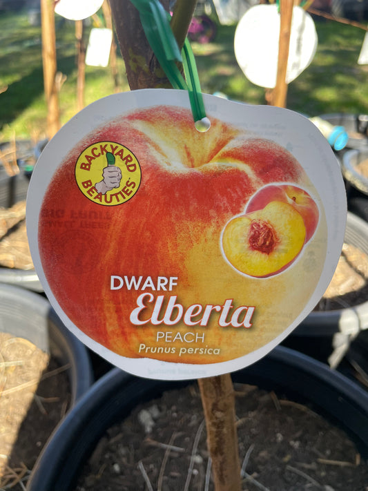 Dwarf peach Elberta( stone fruit)