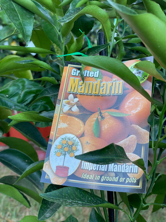 Imperial Mandarins (citrus)
