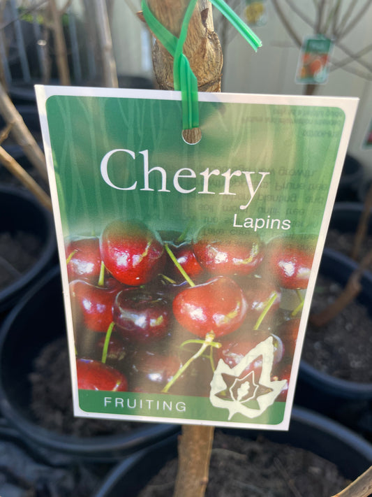 Cherry Lapins (stone fruit)