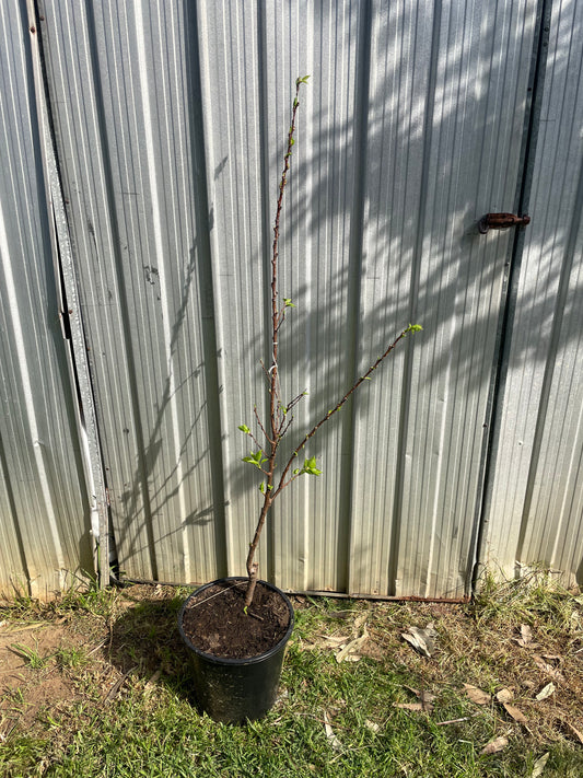 Apricot Patterson