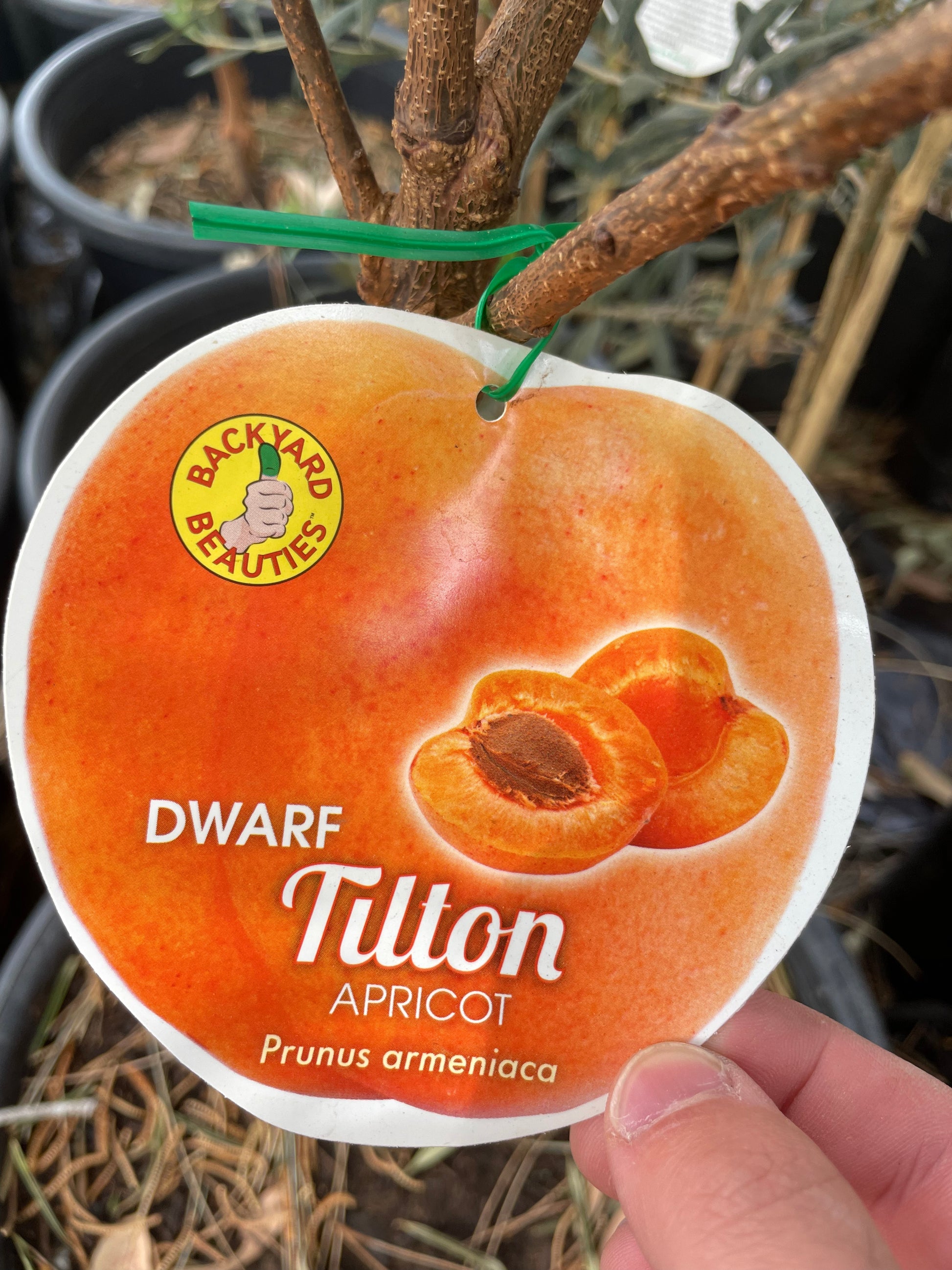 Dwarf Apricot Tilton (stone fruit)