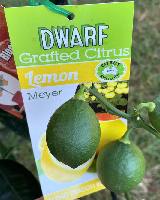 Dwarf Myer lemon tree