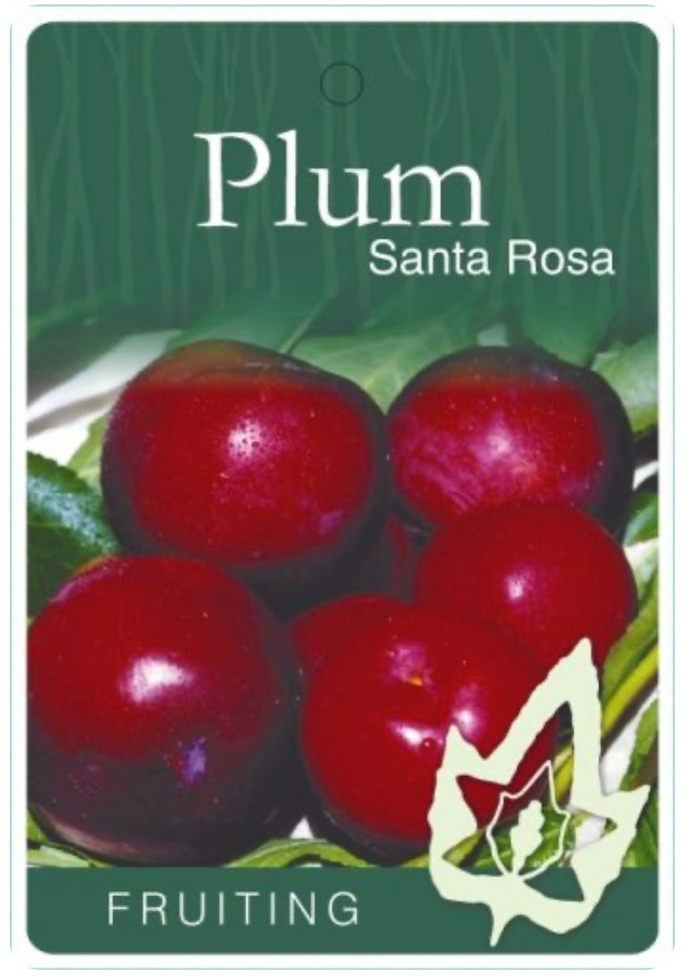 Plum Santa Rosa (stone fruit)