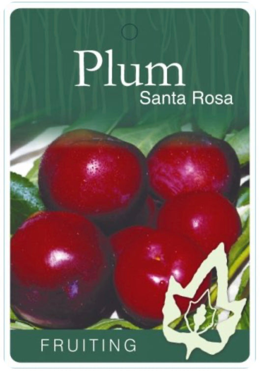 Plum Santa Rosa (stone fruit)