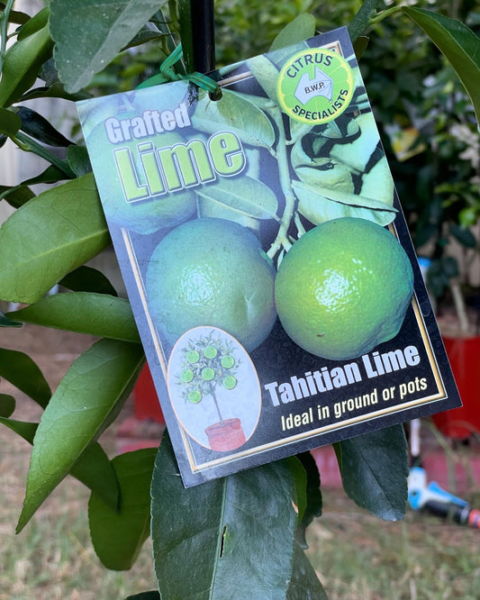 Tahitian Lime (citrus)