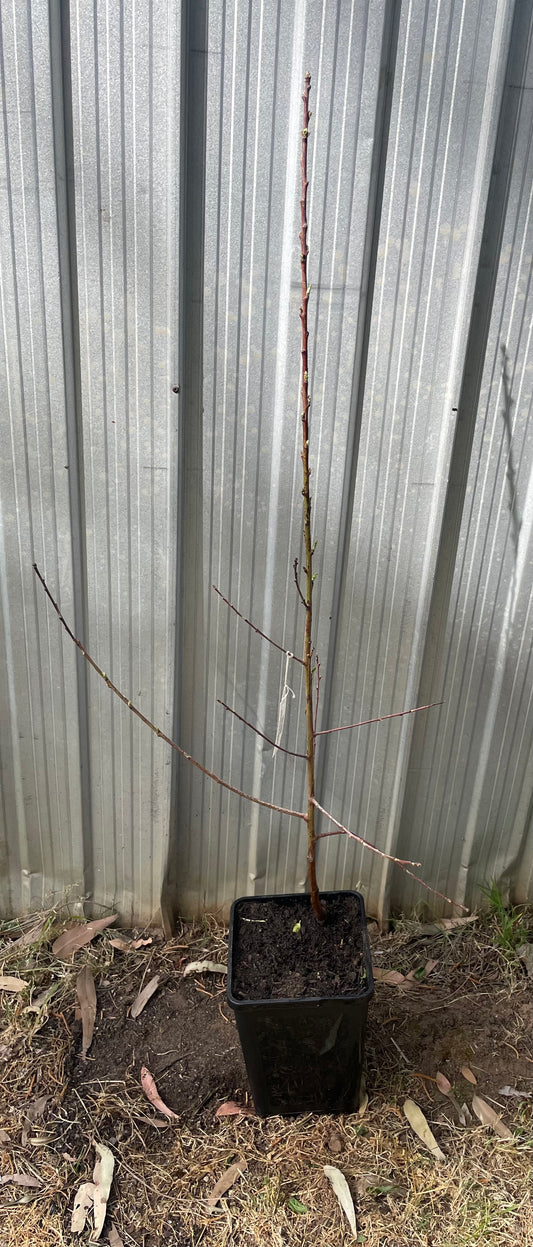 Tatura 204 Peach
