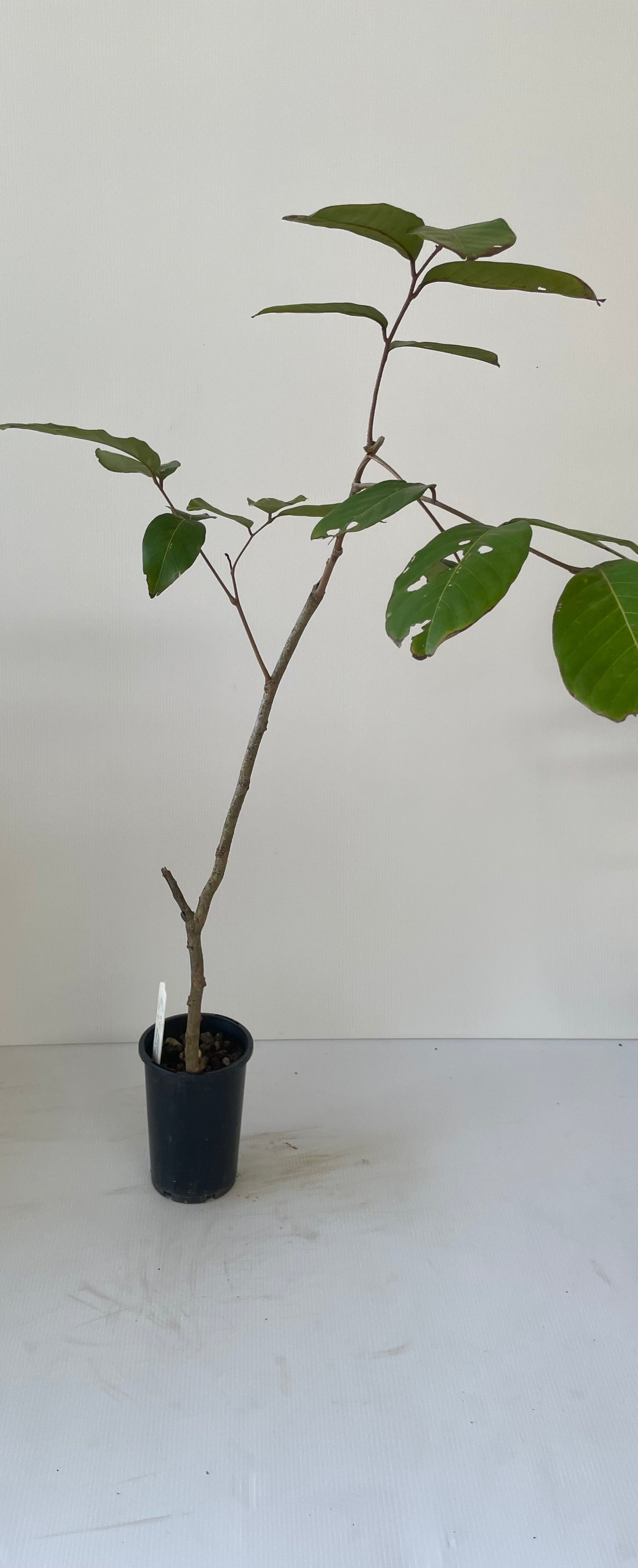 Red seedless wax apple marcot (Tropical trees)