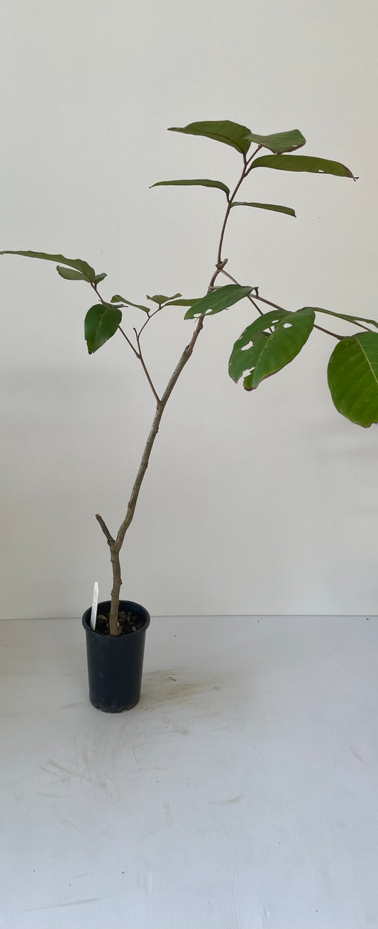 Red seedless wax apple marcot (Tropical trees)