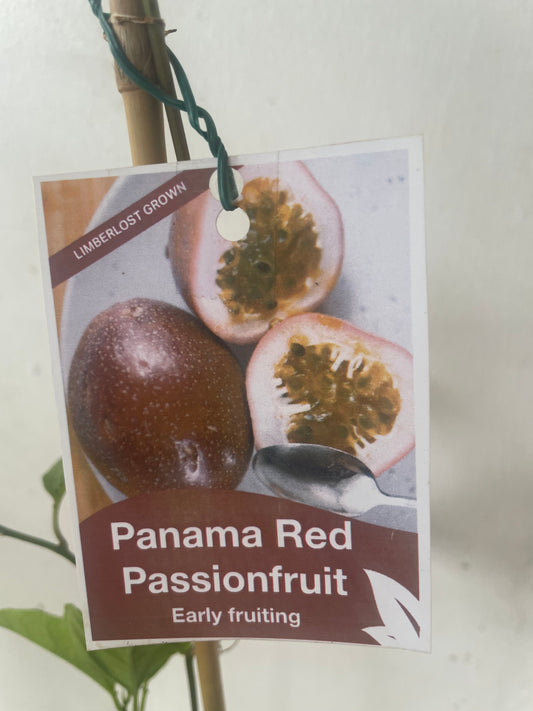 passionfruit Panama red 
