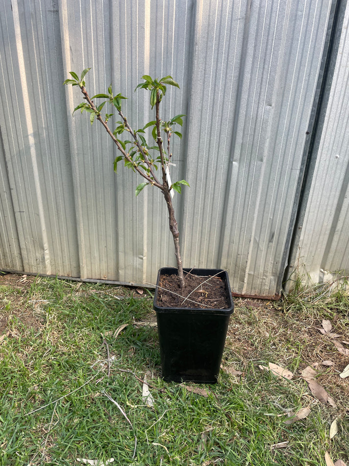 Simone cherry [stone fruit] – ausnurseries
