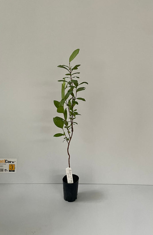 Cuban Orange guava Tree (Tropical fruit )