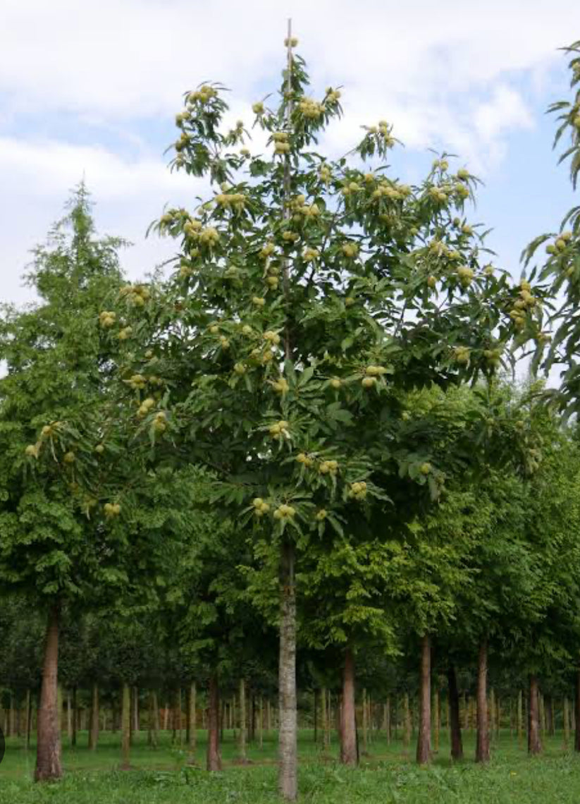 Chestnut red Spanish ( Bare-Rooted) – ausnurseries