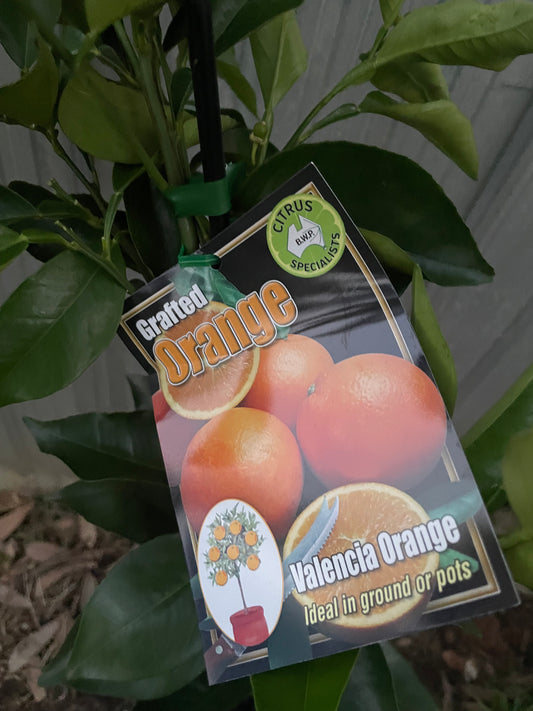 Valencia Oranges(citrus)