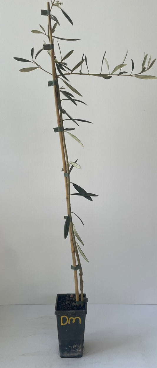 olive Del Morocco (olive trees)