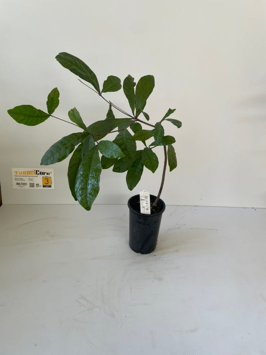Large Miracle fruit tree 5 years old