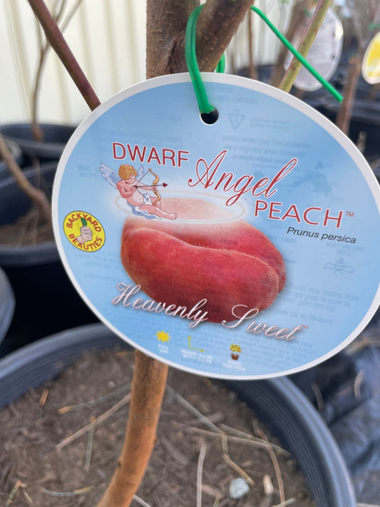 Dwarf peach Angel(stone fruit)