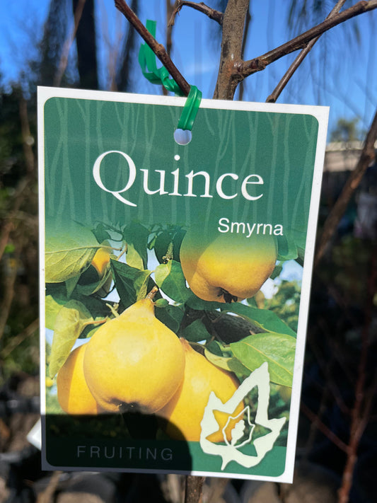 Quince Smyrna