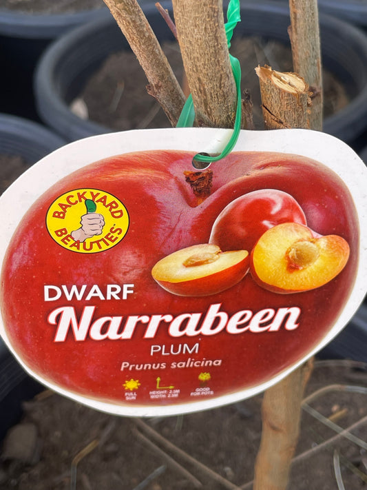 Dwarf plum Narrabeen (stone fruit)
