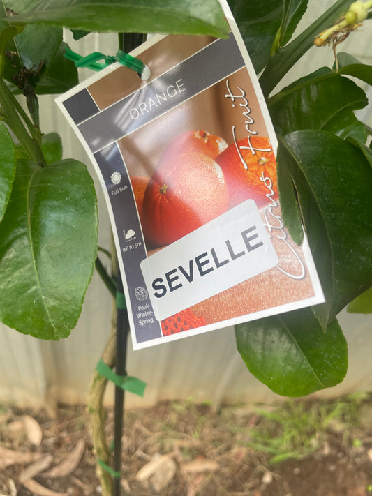 Seville  Orange