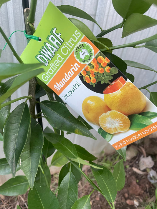 Dwarf Imperial Mandarin(citrus)