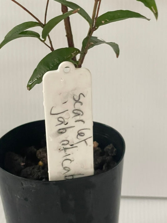Dwarf Scarlet Jaboticaba (Tropical fruit)