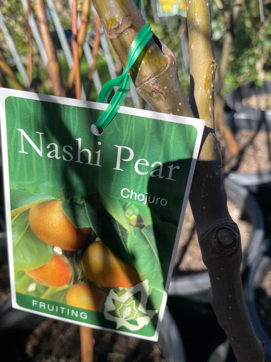 Nash pear chojuro (stone fruit)